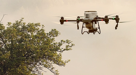 Korowódka dębówka – groźny szkodnik drzew i ludzi. Najskuteczniejszy oprysk dronem